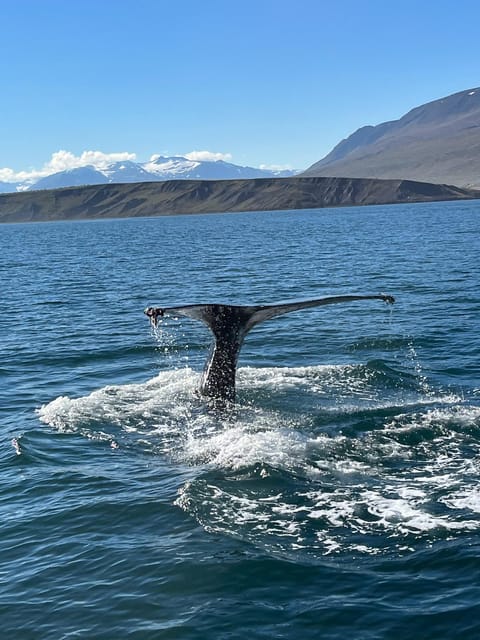 Hauganes: Whale Watching North Iceland - Hauganes: The Launch Point for Iceland’s Oldest Whale-Watching Tours