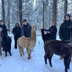 Helsinki: Alpaca Farm Tour with Guided Walk (private) - The Private Tour Starts in Helsinki