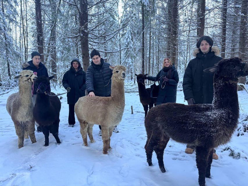 Helsinki: Alpaca Farm Tour with Guided Walk (private) - The Private Tour Starts in Helsinki