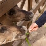 Helsinki: Buggy Ride, Reindeer Farm Visit, and Picnic - Thrilling Buggy Ride Through Finland’s Rugged Trails