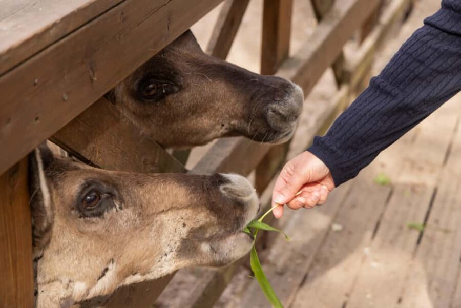 Helsinki: Buggy Ride, Reindeer Farm Visit, and Picnic - Thrilling Buggy Ride Through Finland’s Rugged Trails