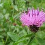 Hendaye/Irun 6 km - Crossing the Border: From France to Spain