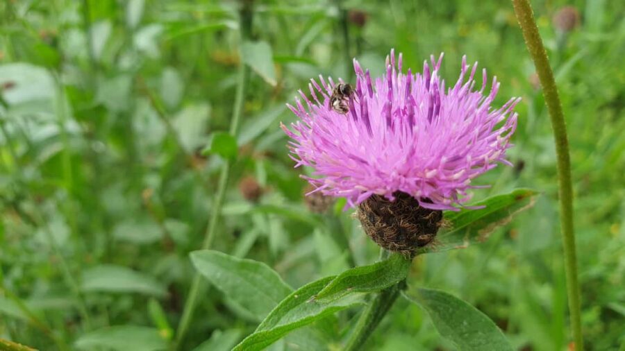 Hendaye/Irun 6 km - Crossing the Border: From France to Spain