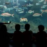 Heraklion: Family Fun Day with Dinosauria and CRETAquarium - Discover the Marine Wonders at CRETAquarium Thalassokosmos