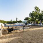 Heraklion: Finikia Horse Riding Tour with Lunch or Dinner - The Quality and Care of the Horses