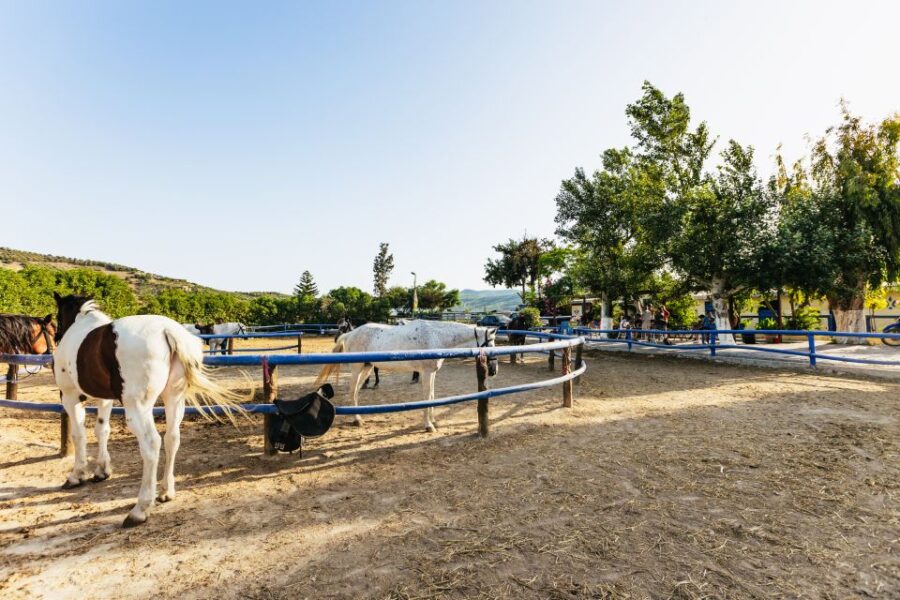 Heraklion: Finikia Horse Riding Tour with Lunch or Dinner - The Quality and Care of the Horses