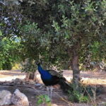 Heraklion Half-Day Tour, Cruise Friendly, Knossos+Top Sights - Customizable Tour Length for Optimal Experience