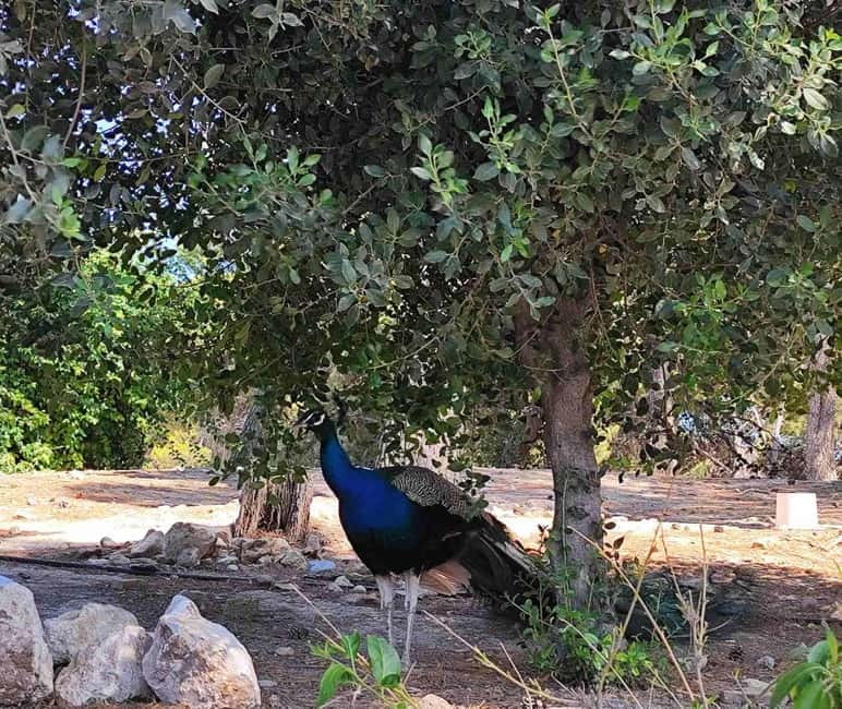 Heraklion Half-Day Tour, Cruise Friendly, Knossos+Top Sights - Customizable Tour Length for Optimal Experience