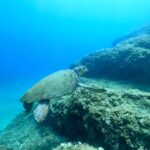 Heraklion: Scuba Diving Experience for First-Timers - Heraklion’s Prime Location for Beginner Scuba Tours