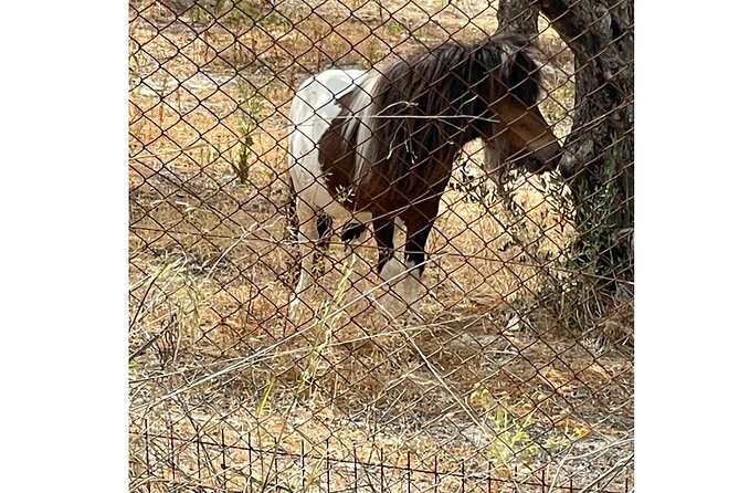 Heraklion:Olive & Dragon Fruit Farm Tour & Cretan Farmers Brunch - Visiting the Cretan Dragon Farm and Its Cultivations
