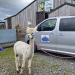 Highland Cows, Walk Alpacas & Scottish Wildlife Centre from Edin. - Encounter with Alpacas at Nith Valley Alpacas