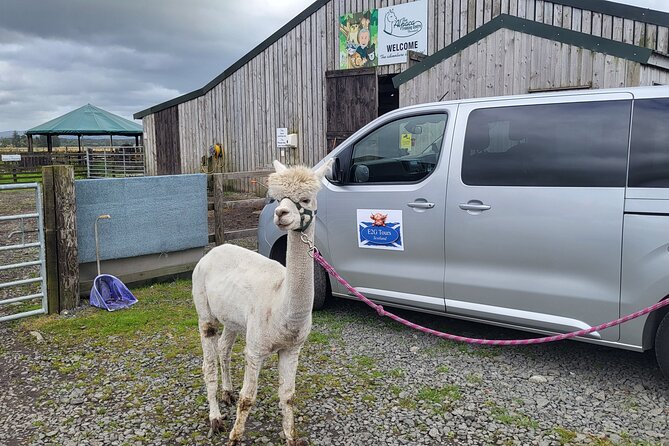 Highland Cows, Walk Alpacas & Scottish Wildlife Centre from Edin. - Encounter with Alpacas at Nith Valley Alpacas