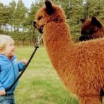 Highland Cows, Walk Alpacas & Visit a Scottish Wildlife Centre - Visiting Highland Cows at Craigie’s Farm Near Glasgow