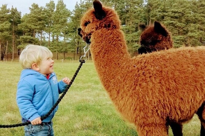 Highland Cows, Walk Alpacas & Visit a Scottish Wildlife Centre - Visiting Highland Cows at Craigie’s Farm Near Glasgow