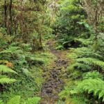 Hike 3 hours Inland Terceira Island - Discover the Mysteries of the Mistérios Negros Trail