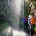 Hiking Madeira: Levada do Rei and the Majestic Laurissilva - Exploring the Laurissilva Forest: A UNESCO World Heritage Treasure