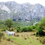 Hiking Private Tour in Pollensa - Discovering the Stops: Alcúdia Watchtower, Hermitage and More
