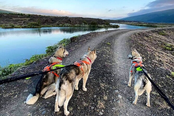 Hiking with Husky in Akureyri (private) - The Unique Appeal of Husky-Pulled Hiking