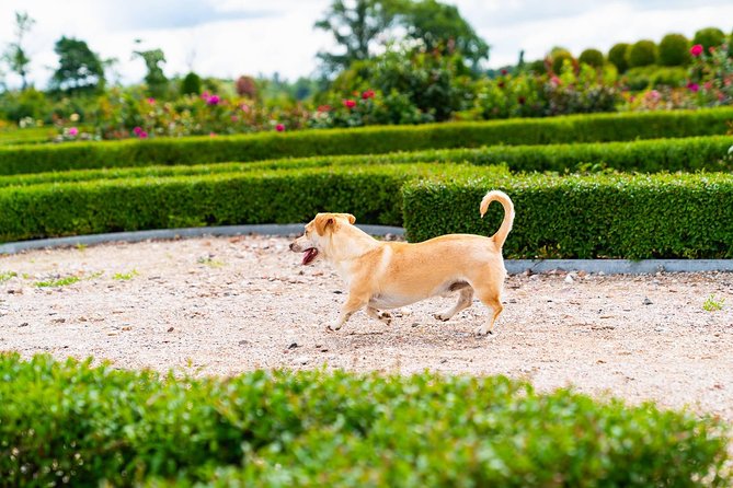 Hill of Crosses & Rundale Palace Tour - Rundale Palace: The Baltics’ Most Stunning Baroque Residence