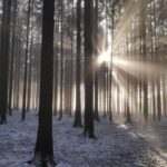 Historic Battle of the Bulge Sites Tour from Luxembourg - The Bastogne War Museum and Mardasson Memorial