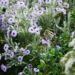 Historic Orkney Coastal Charms Tour by a Native Islander - Key Points