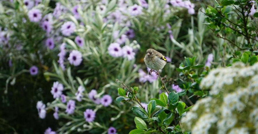 Historic Orkney Private Odyssey Tour By a Native Islander - The Tours Fully Customizable Itinerary
