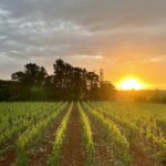 Historical Cellar Visit and Wine Tasting in Salento - Visiting the Old Winery and Production Areas