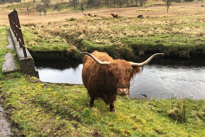 Historical Tour and Seafood Experience - Who Should Book the Oban Historical and Seafood Tour?