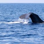 Horizon Large: whale watching off the coast of Saint-Cyr - Key Points