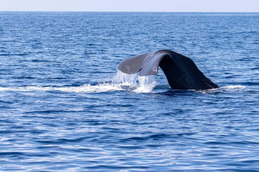 Horizon Large: whale watching off the coast of Saint-Cyr - Key Points