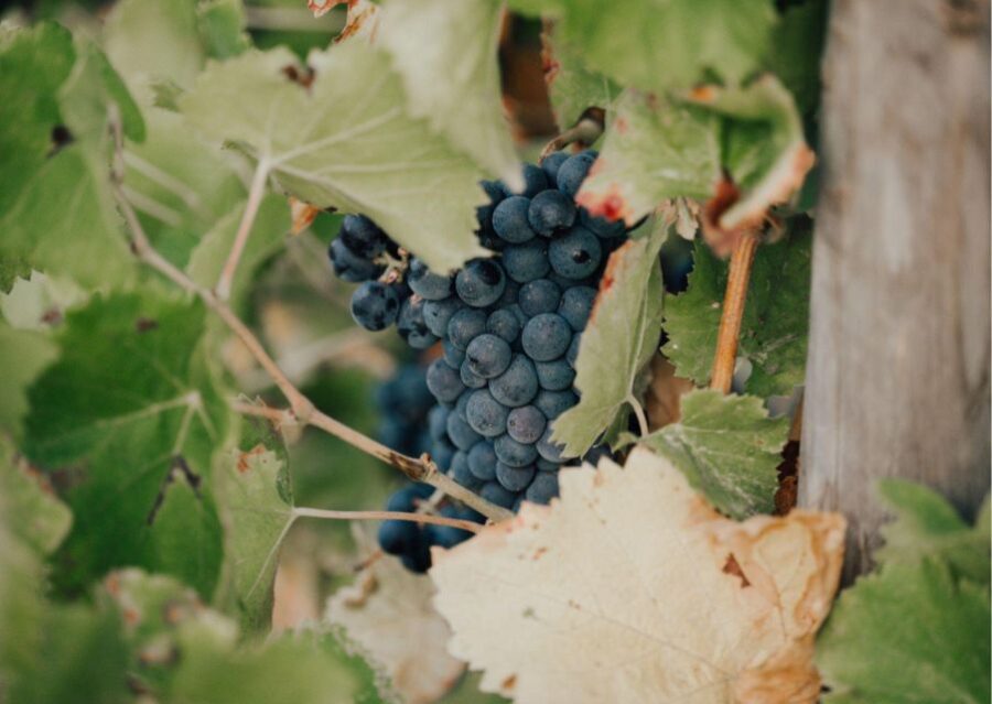 Horse back riding + wine tasting in Ramatuelle - The Scenic Route Through Ramatuelles Vineyards