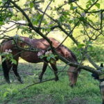 Horse ride in the Mugello (transfer from / to Florence) and Tuscan aperitif - Guided Horseback Ride in the Tuscan Apennines