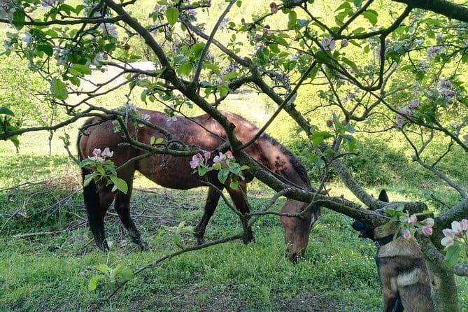 Horse ride in the Mugello (transfer from / to Florence) and Tuscan aperitif - Guided Horseback Ride in the Tuscan Apennines