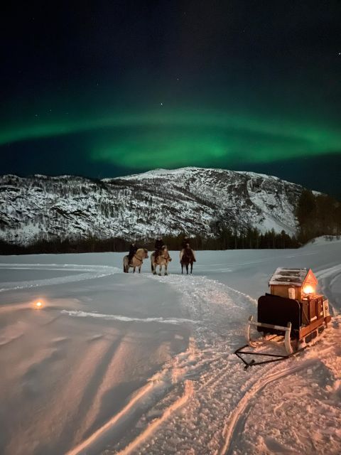 Horse riding and dining experience - Discover Alta’s Fjord Horses in a Forest Ride