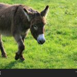 Horse Riding and Training Experience on a Farm in Antalya - Location and Accessibility of the Farm Near Antalya