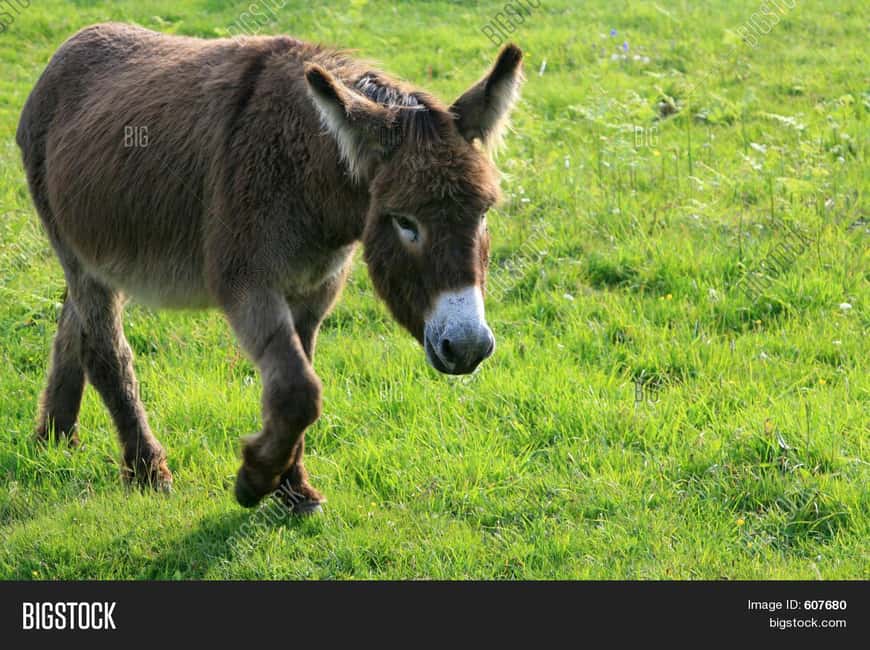 Horse Riding and Training Experience on a Farm in Antalya - Location and Accessibility of the Farm Near Antalya