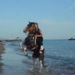 Horse Riding in Manavgat Side Forest and Beach - Beach Stroll Along the Water’s Edge