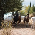 Horse Riding Madrid Natural Park (long Trip) - Riding in Sierra de Guadarrama National Park