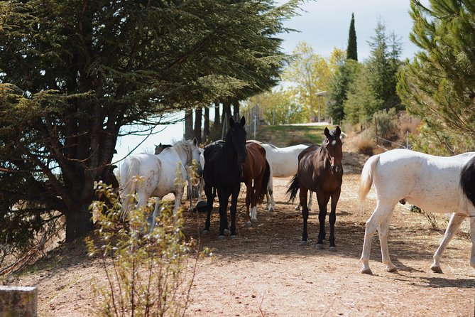 Horse Riding Madrid Natural Park (long Trip) - Riding in Sierra de Guadarrama National Park