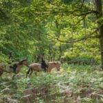 Horseback riding in the Fontainebleau forest - Details of the Horseback Riding Experience