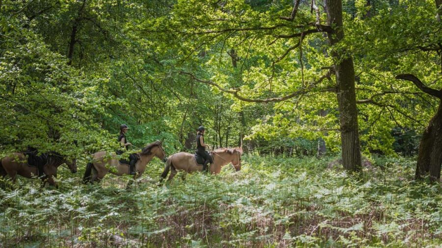 Horseback riding in the Fontainebleau forest - Details of the Horseback Riding Experience