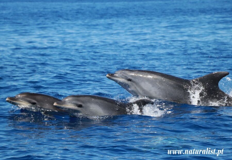Horta: Whale and Dolphin Watching Expedition - Onboard with Marine Biologists
