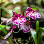 House of the Butterflies of the Collodi Pinocchio Polycentric Park - Visiting the Butterfly House at Collodi