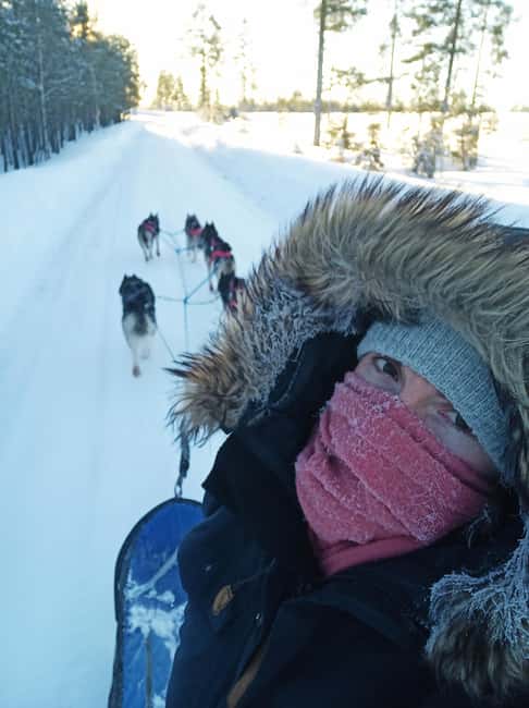 Hudiksvall: Dog Sledding Tour with Bonfire and Refreshment - The Dog Sledding Experience: Guided or Self-Driven