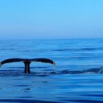 Húsavík: Big Whales and Puffin Island Speedboat Tour - What Makes the Speedboat Different from Larger Whale Tours