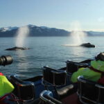 Húsavík: Original Big Whale Safari & Puffins by Speedboat - Starting Point at the Gentle Giants Ticket Center