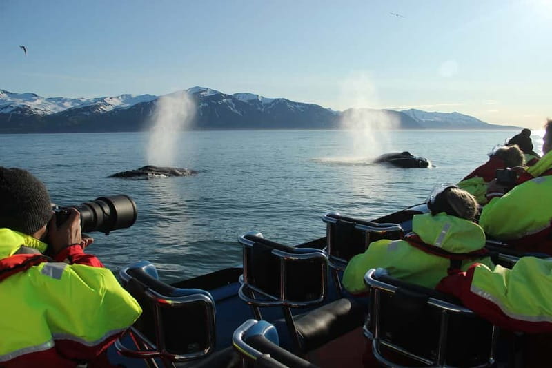 Húsavík: Original Big Whale Safari & Puffins by Speedboat - Starting Point at the Gentle Giants Ticket Center