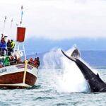 Húsavík: Traditional Whale Watching by Local Family Company - How to Find the Meeting Point in Húsavík