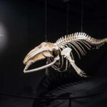 Húsavík: Whale Museum Entry Ticket - What Makes the Whale Skeletons Stand Out?