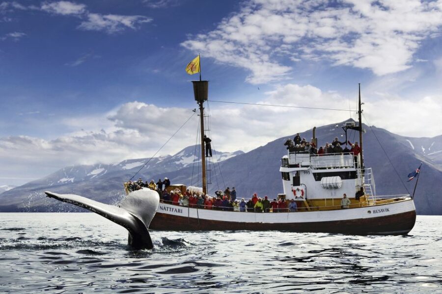 Húsavík: Whale-Watching Cruise and Puffins Guided Tour - Exploring Skjálfandi Bay from a Classic Oak Boat